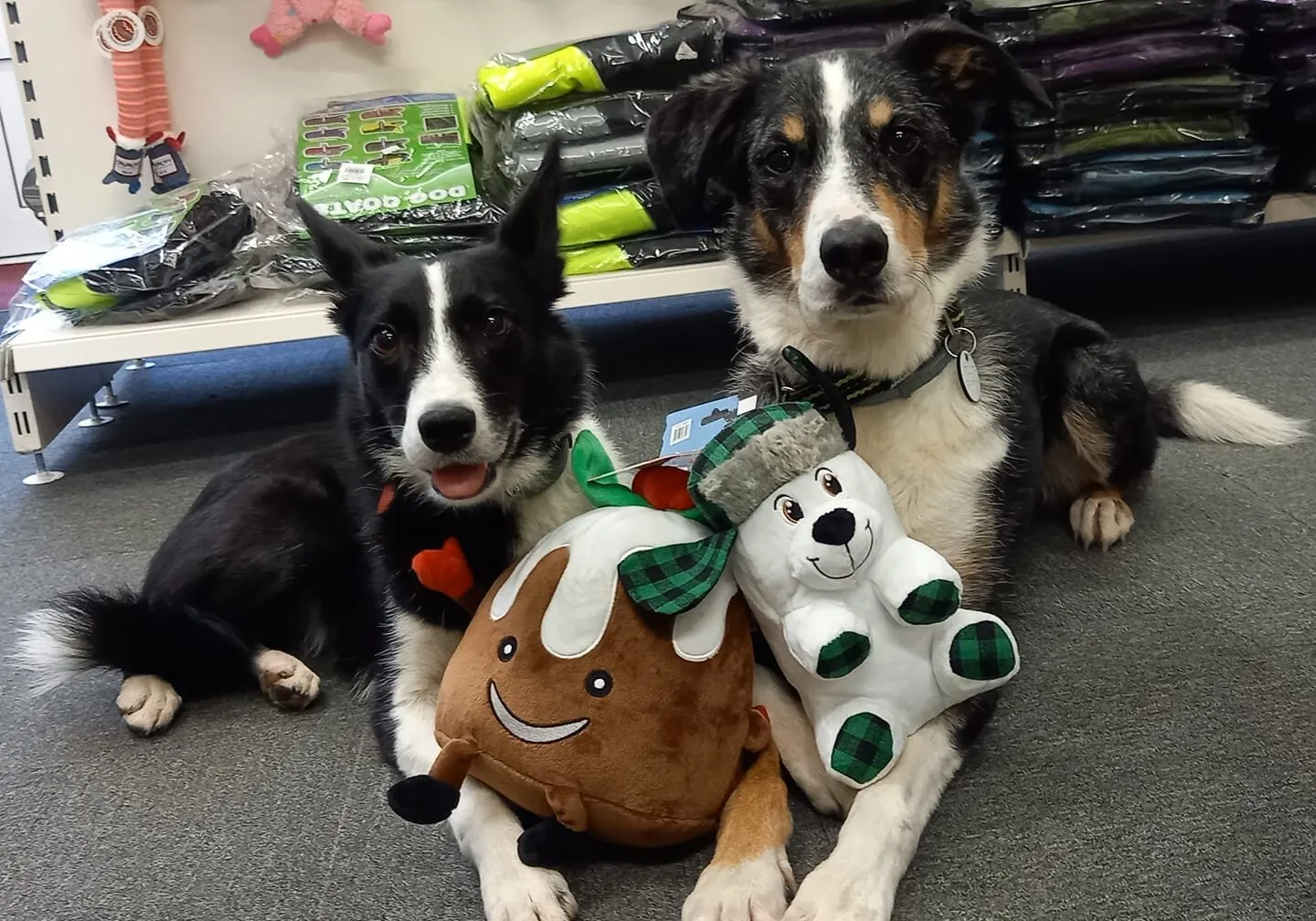 2 dogs at PK's Pet Supplies.