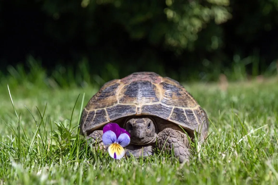 a beautiful closeup of a russian domestic tortoise with a forgetmenot flower