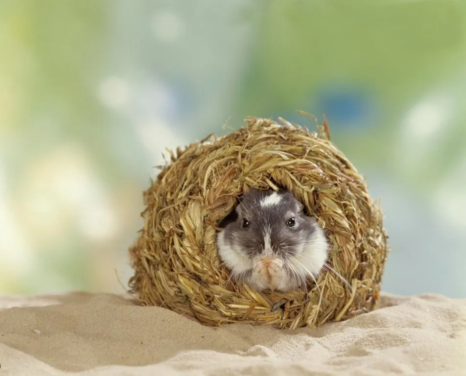 dwarf hamster