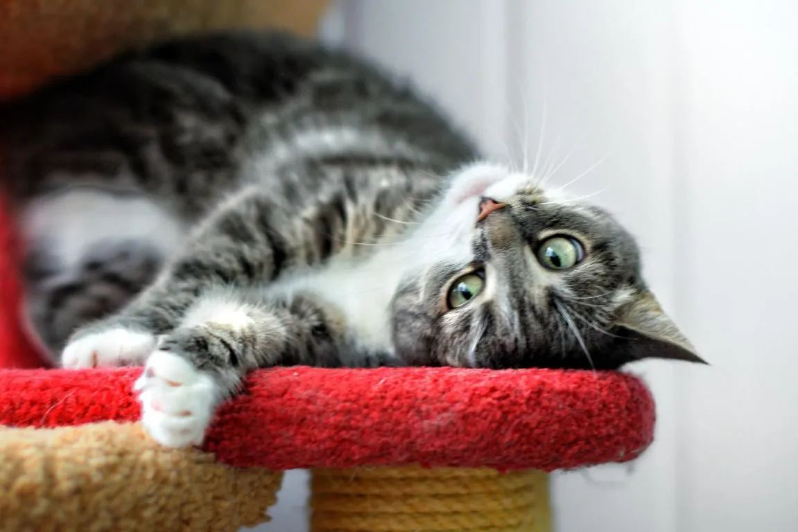 a cat on a scratch post