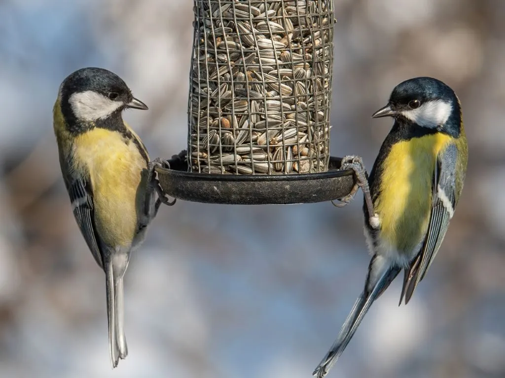 great tit (parus major) taking seeds from bird feeder