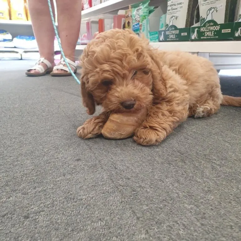 teddy
