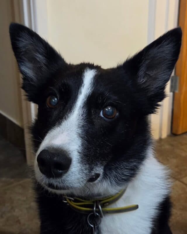 Miss Maggot was not amused when Tazbo manged to wee on her head this morning....I know Maggs boys huh 😂😂😂
Looking forward to a fabulous fun filled day 😀 😊 

 #petshop #dogsofinstagram