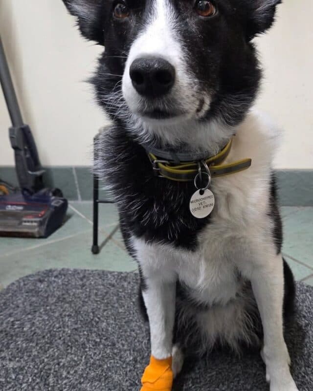 Sooo, just when you think life is going ok Miss Maggot chucks in another curve ball 🙄
Just for a change, she decided to blow an abcess in her foot....
Good news is that the offending article that was causing it has been removed, love magnesium sulfate, and the wound is looking good 👍 
She says shes sorry for eating her boot 😂

To brighten my day, the shop phone is back up and running 😀

 #petshop #dogsofinstagram #petlovers
