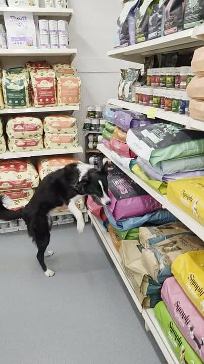 The chief supervisor has been hard at work this morning pointing out everything I need to do.....including rescuing the sign she shoved under the shelf 😂
#albionpetfoods and Natures Menu are due today. The ice cream fairy delivered Tuesday  😀
Don't forget we are open until 6pm tonight 😊

 #rawfeedingdogs #petshop #dogsofinstagram #petlovers #naturaldogtreats