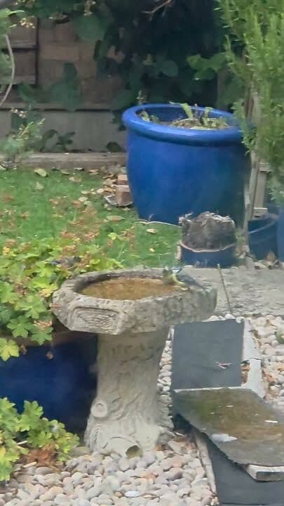 The  birds were having a spa day today, I love seeing them splashing around ❤️
If you haven't already, popping a shallow dish of water out is such a massive help for the wildlife in this weather 😊

 #petshop #petlovers