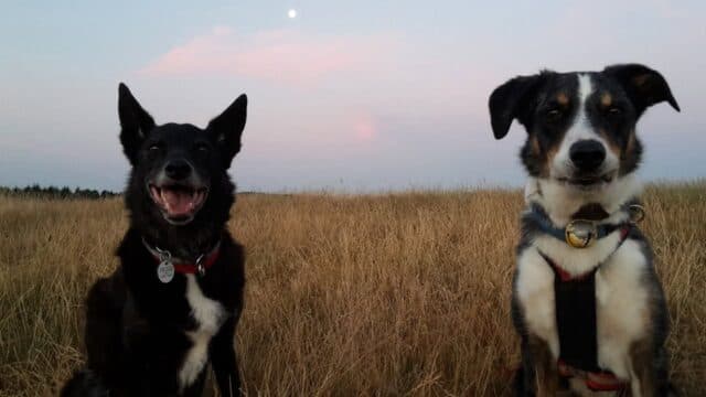 This popped up on my memories....Tazbo's face 🤣🤣
Busy day ahead, Natural Instinct, Nutriment and Dibo are due today so the freezers will be full by lunchtime 😀 
We are busy making room for something new.....watch this space 😀