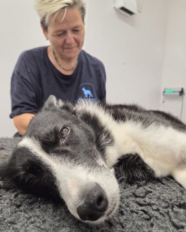 By the look on Miss Maggots face I think it's safe to say she enjoyed yesterdays visit from Aunty Clare aka Apollo Canine Massage Therapy 😀

Thank you Aunty Clare 😘 ☺️ 

 #petshop #dogsofinstagram #petlovers