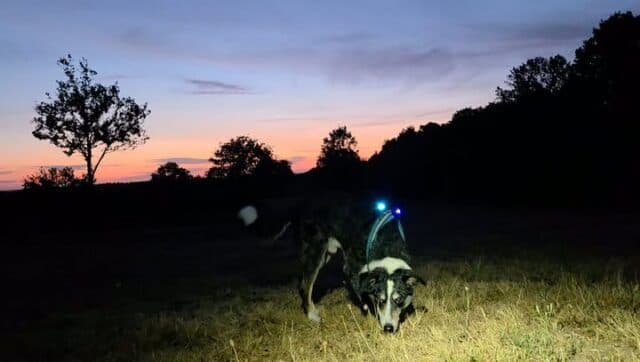 Morning 😊 
It's going to be a bit of a week... 
Both Taz and Maggot are struggling with the really noisy jets at the airshow. Poor old Taz is exhausted from stressing so, gentle sniffing and wafting about for him today. 
For those who have dog's like my two, pop in and see us, we have a range of calming products to support them. #petshop #dogsofinstagram