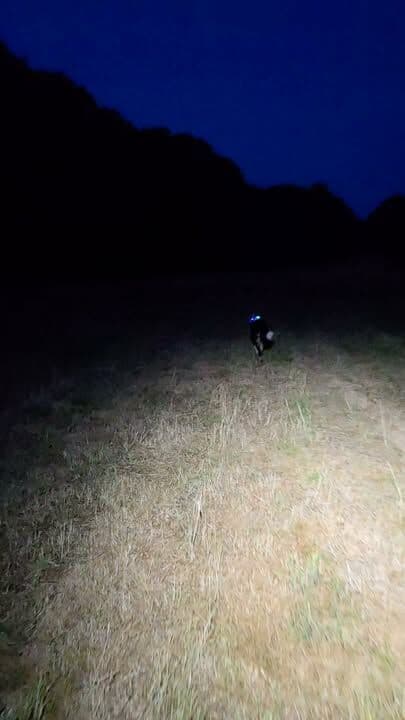 Tazbo was on a mission this morning 😅
He wanted to do some work and decided to take himself off to the spot I use for his scentwork.....love his determined trot 💕 Albion and Natures Menu are due today and, tomorrow we will have more ice cream 🍦 😉 😀#ɴᴀᴛᴜʀᴀʟᴅᴏɢᴛʀᴇᴀᴛs #dogsofinstagram #petshop #petlovers