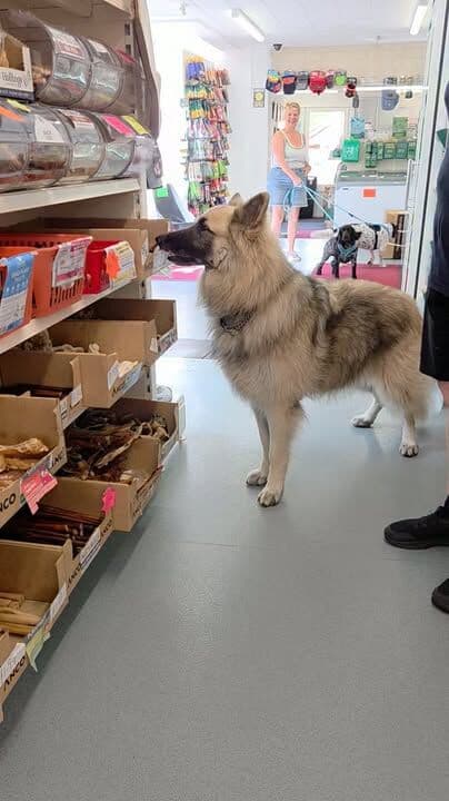 Doofus popped in to see us yesterday. He pointed out his need for a treat, very politely....how could we say no, we love Doofus ❤️ #petshop #dogsofinstagram #petlovers  #naturaldogtreatsuk