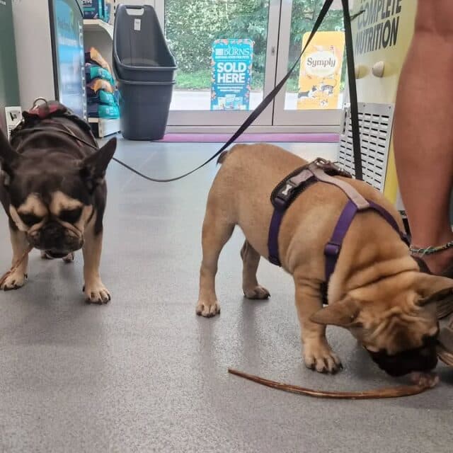 Doris and Percy popped in for their raw food top up 😋
Mandatory lamb willy treat whilst they were waiting for mum to shop 😄
Percy wasnt sure what to do with his 🙈
#lambpizzle #petshop #naturaltreats #frenchbulldog