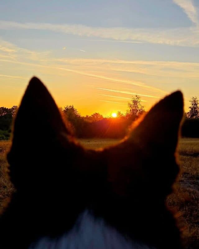 What a beautiful start to the weekend 😍 
The shop is full to the brim and we are ready for a fabulous day 😀😊
 #petshop #dogsofinstagram #rawfeedingdogs #naturaldogtreats #petlovers