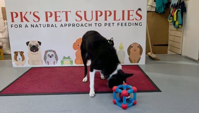Brain frying time for Miss Maggot, new treat toy to entertain her 😀 She's starting to get bored with wafting walks, here's hoping for a cooler weekend 😀 😂