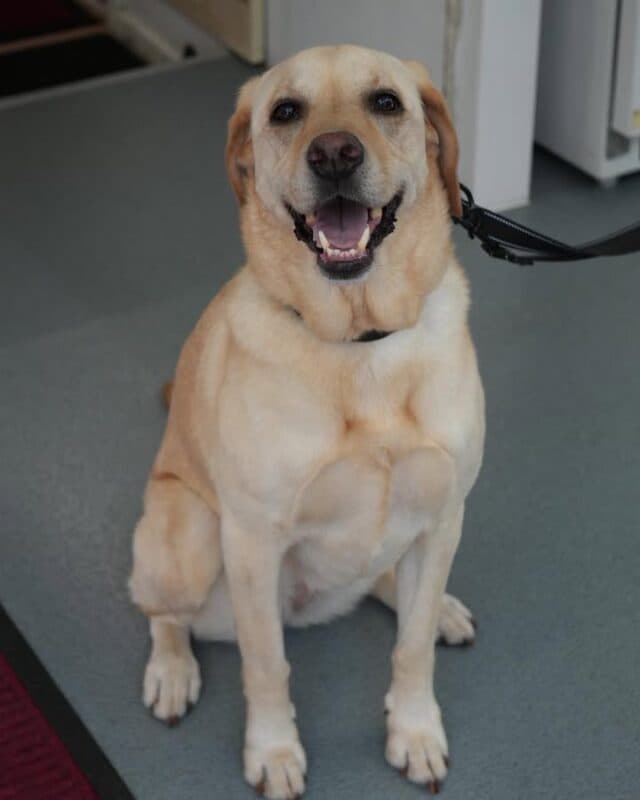 A little look around PK’s Pet Supplies
From everyday essentials to their favourite treats, toys and everything in between, we’ve got plenty in store for your four-legged friends.
Pop in, have a browse and see what you can find!
📍 Church Crookham