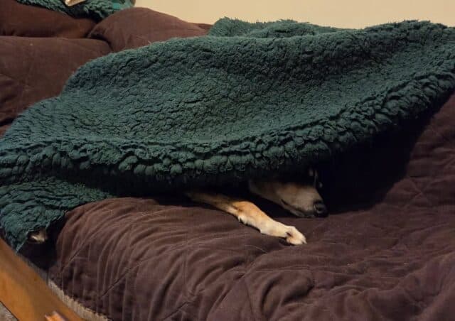 And just like that our week off is over. Someone wasn't quite ready for the early start this morning 😴 ❤️ #petshop #dogsofinstagram #petlovers #naturaldogtreats #rawfeedingdogs