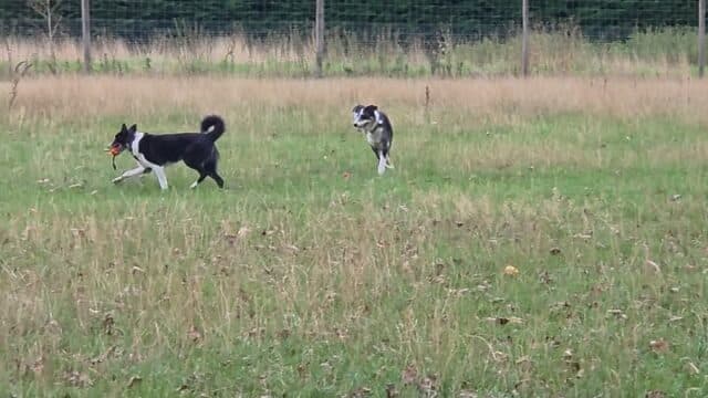 The old dogs version of zoomies 💖😂
This week has shot past far too quickly! The shop is full to the brim and we are ready for a fabulous day 😀