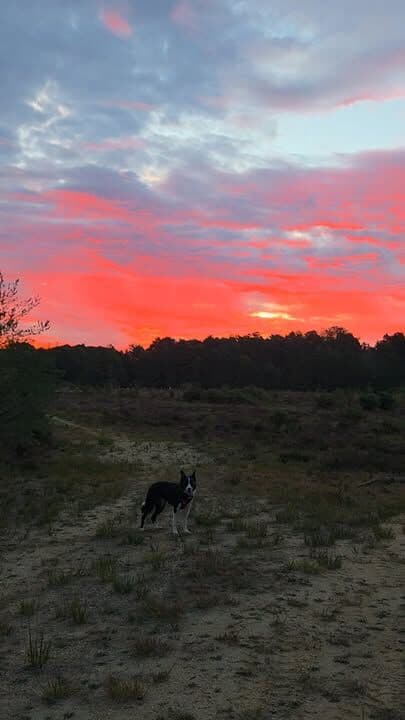 Me, oh wow look at that sky 😍 Maggot, sigh....cameras out again....boring 🙄😂 #petshop #dogsofinstagram