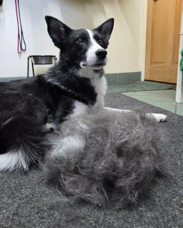 Miss Maggot....so much fur for one so small 😂 ❤️ #petshop #dogsofinstagram