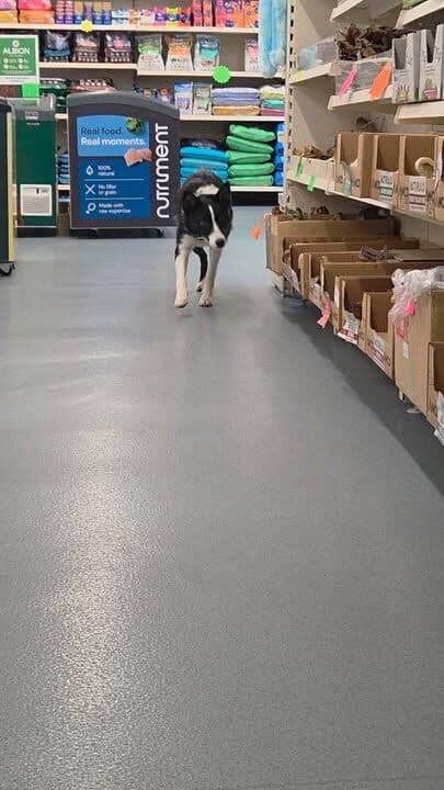 Welcome to the weekend 😀 Miss Maggots self service skills are on fine form 😂💓
#naturaldogtreats #petlovers #dogsofinstagram #petshop