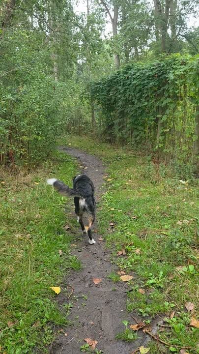 Happy Tuesday 🌺 😊
Fabulous fun filled weekend including a trip out to our favourite place, K9 Pleasure Park 😀
Back to it today, Dibo aka The Dogs Butcher is due at 8am......I'd best get a wriggle on 😂