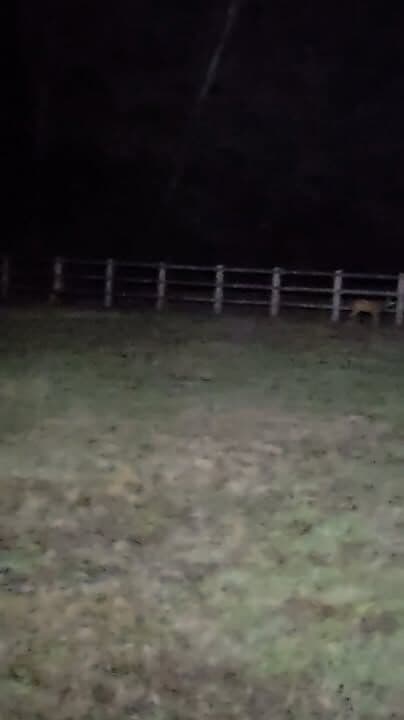 Sidney the stag wasn't keen on getting out of bed today....❤️😅
Quick reroute to get home so he could have a lie in....Excuse the rubbish video, not quite functional yet 🙄