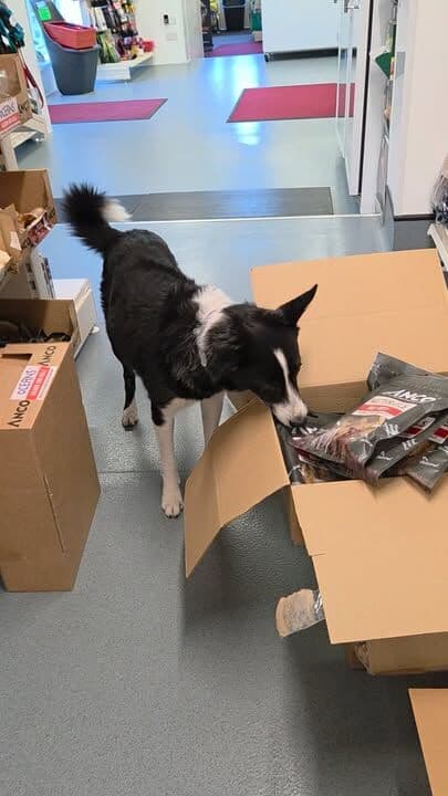 Miss Maggots been supervising the treat restocking....good job Maggs, you didn't eat everything 😂💖 #petshop #dogsofinstagram #naturaldogtreats #petlovers