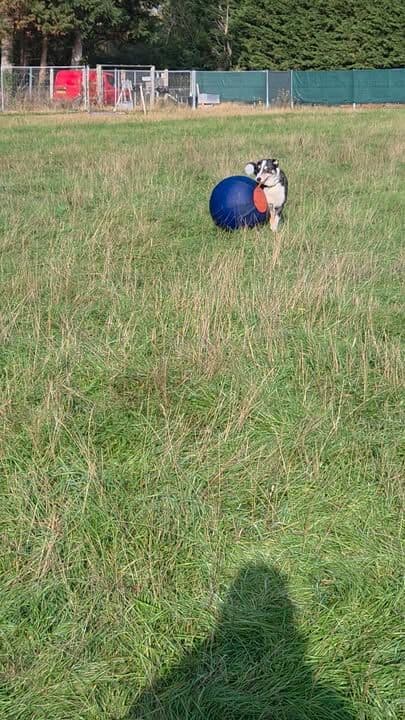 Taz hasn't read the herding handbook 🤣He always find a way to make me laugh...love my old wonky lad 💖
#petshop #dogsofinstagram #petlovers