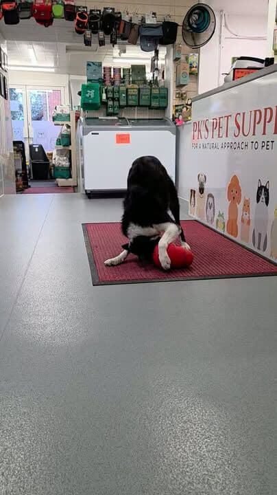 When your wobbler is empty, the treat shelf is calling and there's a human saying no raiding 😂❤️
#petshop #dogsofinstagram #naturaldogtreats #petlovers