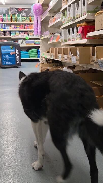 The cute face won...Had to let her sharpen up her self service skills 🤣🤣
#dogsofinstagram #petshop #petlovers #naturaldogtreats