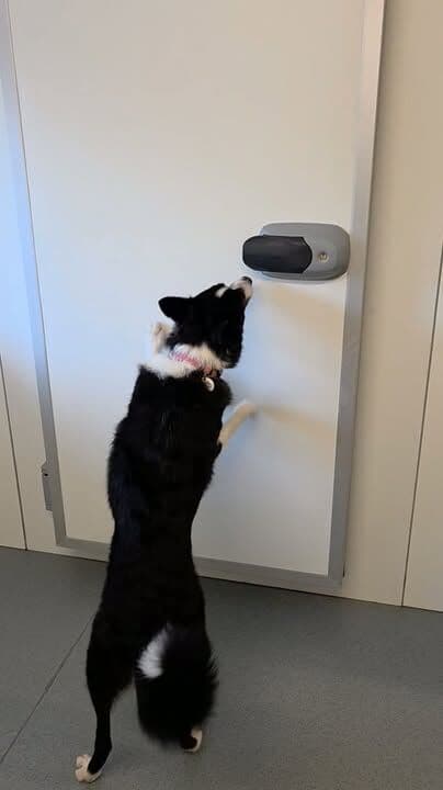 Miss Maggot just no....you're not going in the freezer room to raid, it's minus 21 in there and your feet will stick to the floor 😂❤️
#rawfeedingdogs #petshop #dogsofinstagram #petlovers