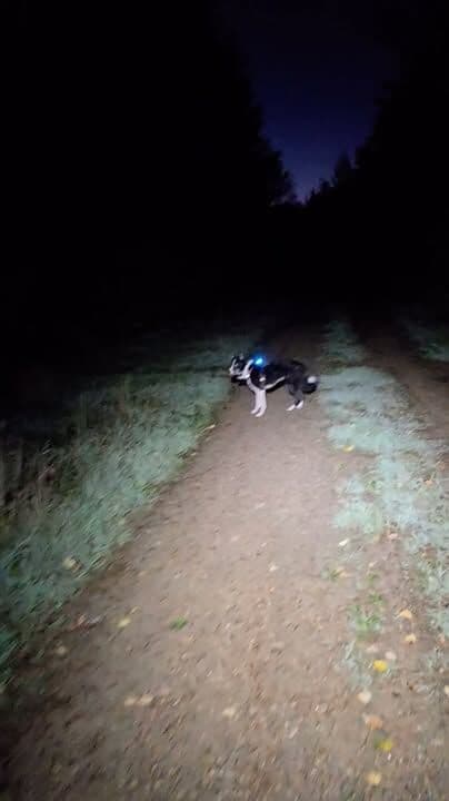 Miss Maggot ❤️ Her eyesight isn't the best but she never forgets her favourite trails. We hadn't walked this route for months, she knew exactly where we were going 💖
#petshop #dogsofinstagram