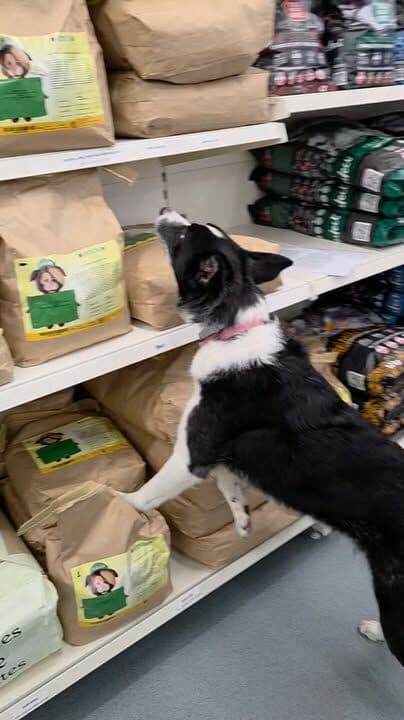 Miss Maggot has been hard at work pointing out areas that need my attention 😂 Don't worry Maggs, lots of deliveries due today 😊
#petshop #dogsofinstagram #petlovers