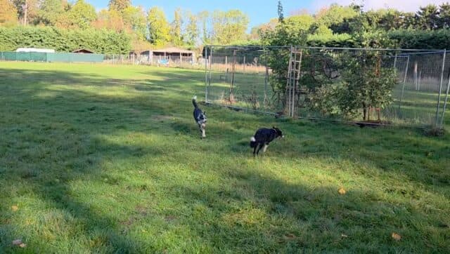 Friday was party time for the Crew, trip out to K9 Pleasure Park 😀 They had sooooo much fun just being dogs ❤️ Tazbo appears to have forgotten he's old 😂
 #petshop #dogsofinstagram